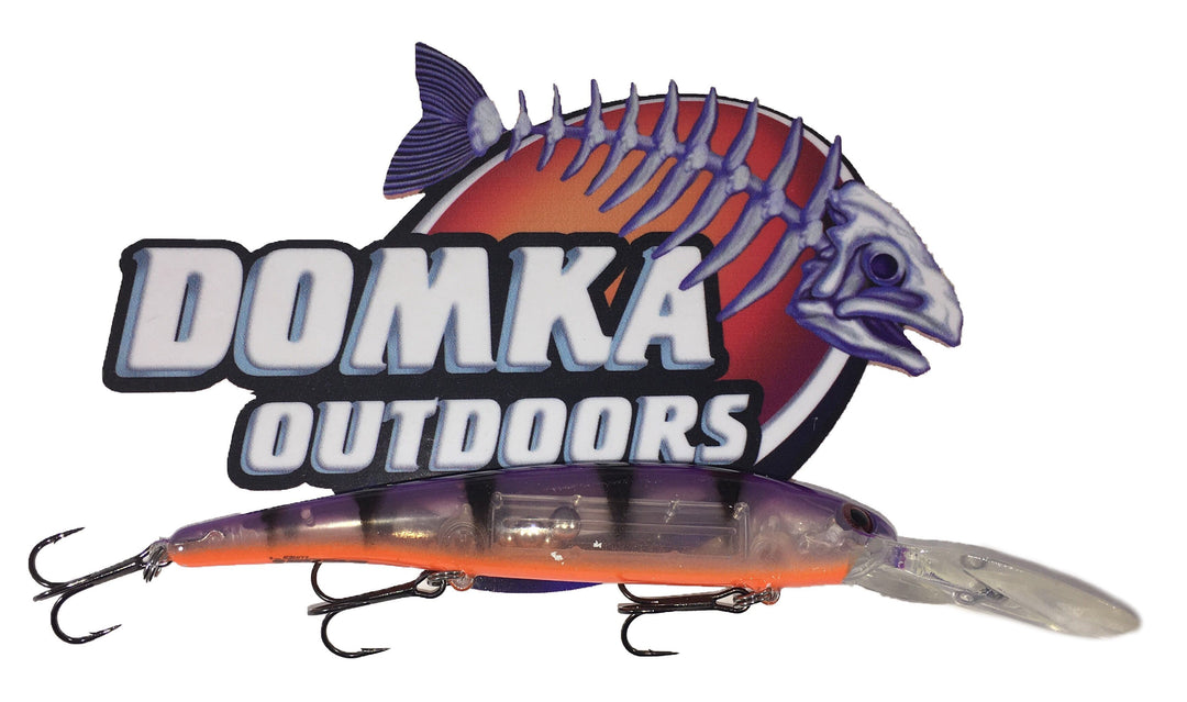 Purple Perch Bandit
